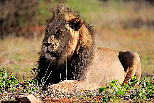 狮子,成年,雄性,休息,禁猎区,卡拉哈里沙漠,北角,南非,非洲