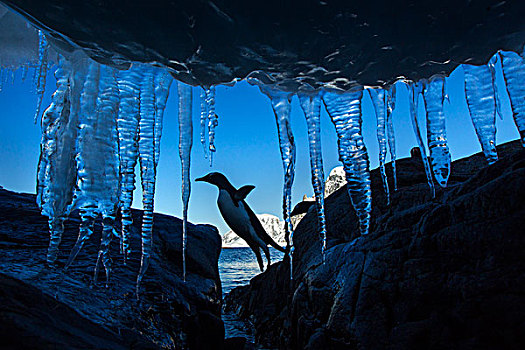 南极,巴布亚企鹅,跳跃,石头,下方,墙壁,冰柱,海岸线,日落