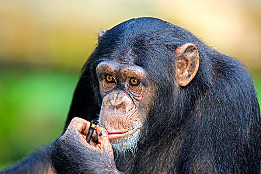 黑猩猩,类人猿,成年,新加坡,亚洲