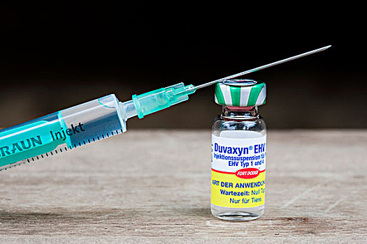 疫苗,马,瓶子,血清,注射针头