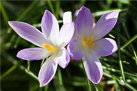 紫色,白色,春天,藏红花