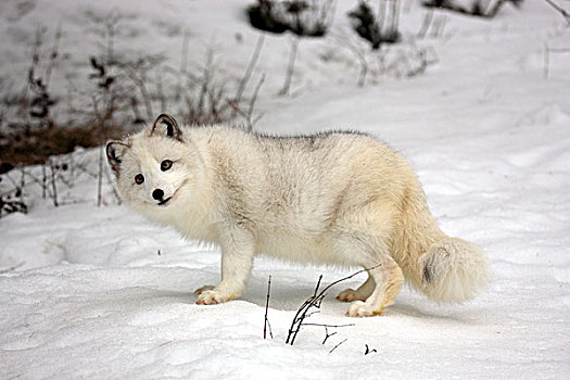 北极狐,白色,狐狸,极地,雪,成年,觅食,食物,雪地,蒙大拿,北美,美国