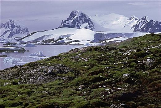 垫子,苔藓,南极半岛,南极