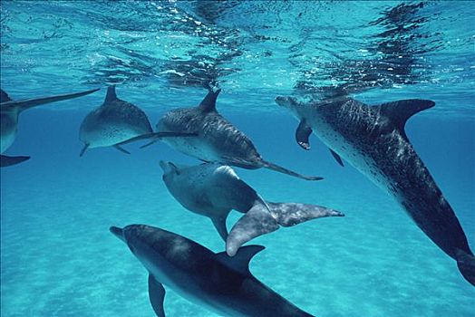 大西洋点斑原海豚,花斑原海豚,交配,巴哈马