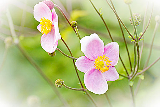 日本银莲花,秋牡丹