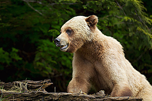 大灰熊,棕熊,特写,靠近,王子,不列颠哥伦比亚省,加拿大