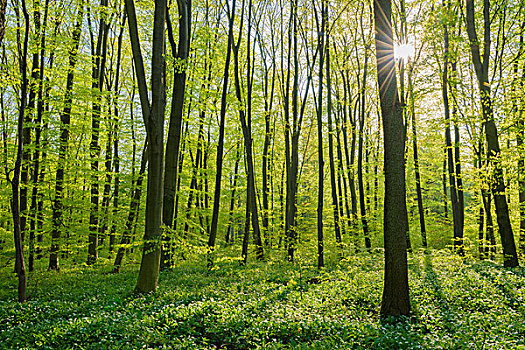 山毛榉树,树林,太阳,春天,黑森州,德国