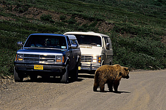 美国,阿拉斯加,德纳里峰国家公园,大灰熊,走,途中