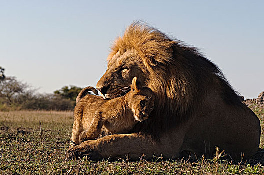 非洲狮,狮子,幼兽,依偎,博茨瓦纳