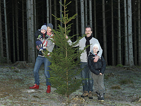家庭,圣诞树