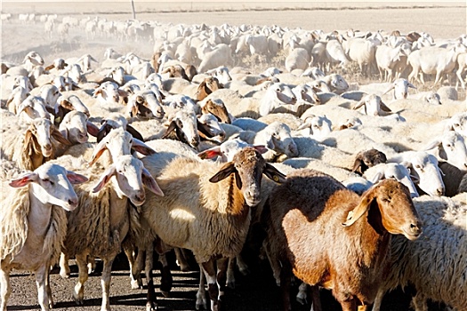 绵羊,牧群,卡斯提尔,西班牙