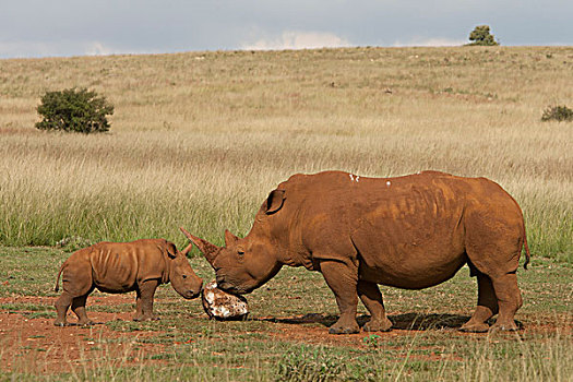 白犀牛,舔,盐,犀牛,狮子,自然保护区,南非