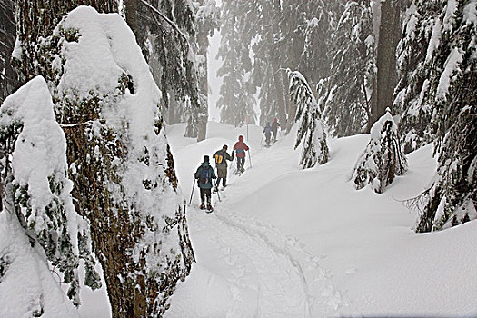 人,雪鞋,山,攀升,省立公园,北温哥华,不列颠哥伦比亚省,加拿大