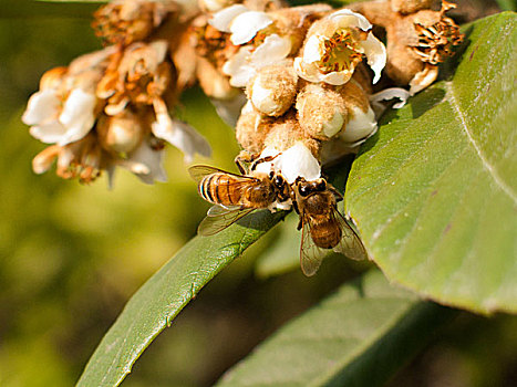 蜜蜂采枇杷蜜