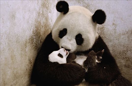 大熊猫,一个,星期,老,相似,幼兽,拒绝,中国,研究中心,卧龙自然保护区