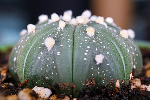 多肉植物微距摄影之星兜仙人球