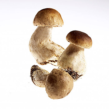 牛肝菌,便士,蘑菇,白色背景