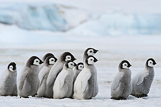 南极,威德尔海,雪丘岛,帝企鹅,幼禽,走,冰
