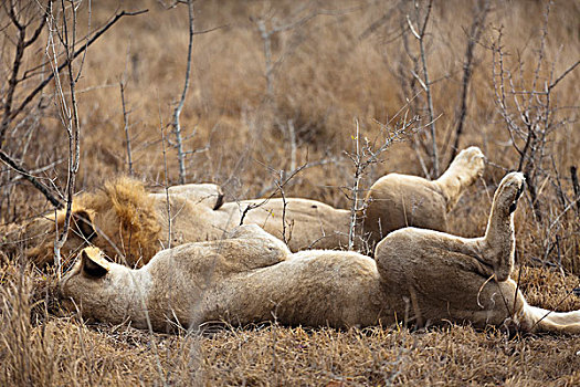 雄性,母狮,卧,并排