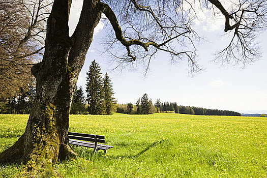 长椅,酸橙树,草场,巴伐利亚,德国