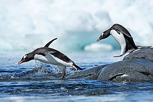 南极,巴布亚企鹅,跳跃,海洋,岩石,海岸线