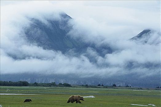 大灰熊,棕熊,母兽,穿过,莎草,卡特麦国家公园,阿拉斯加