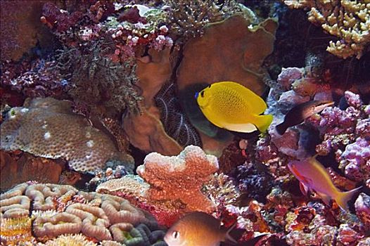 三个,斑点,刺蝶鱼,游泳,水中,北苏拉威西省,苏拉威西岛,印度尼西亚