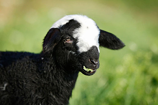 黑白,羊羔,放牧,草地,头像