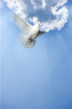 白鸽,自由,飞行,蓝天