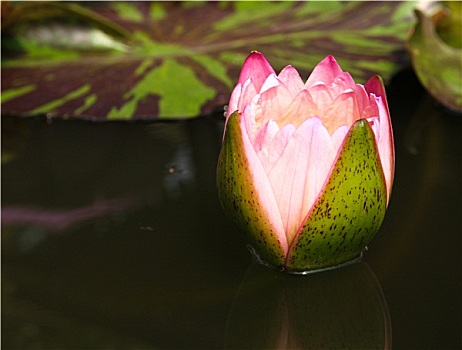 荷花,莲花,水塘