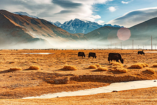 藏区雪山下,牦牛在金黄色的草原上低头吃草