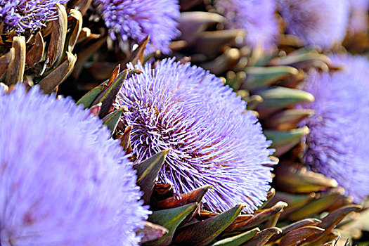 洋蓟,紫花,背景,市场