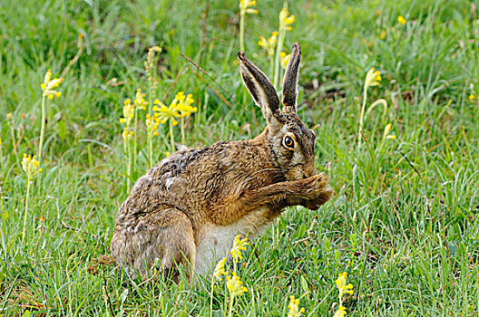 欧洲野兔,土地,黄花九轮草,巴伐利亚,德国