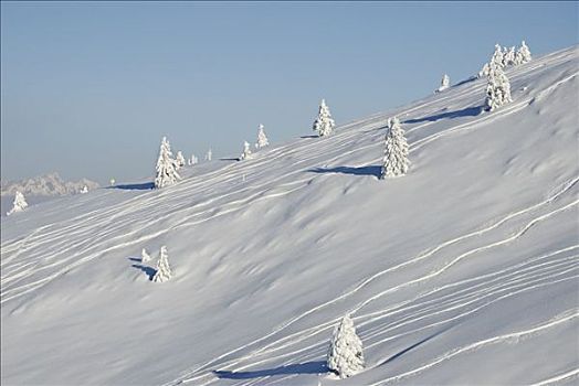 山,斜坡,积雪,年轻,云杉,下坡,滑雪轨迹