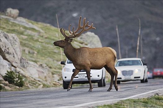 麋鹿,北美马鹿,鹿属,鹿,雄性动物,落基山国家公园,科罗拉多,美国