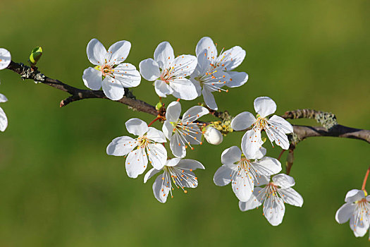 花,山楂