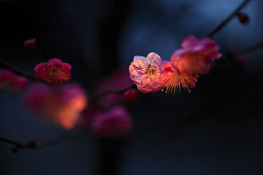 花草形态