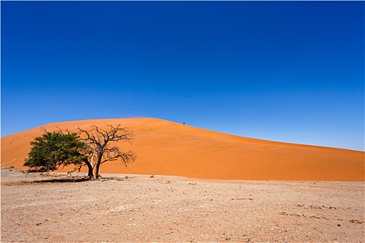 沙丘,索苏维来地区,纳米比亚,绿色,树