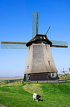 风车,山羊,北荷兰,荷兰,欧洲