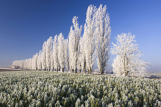 地点,风景,街道,白杨,白霜,自然,树,植物,季节,冬天,白天,早晨,冷冰冰,凉爽,寒冷,霜,安静,无人,乡间小路,道路,蓝色