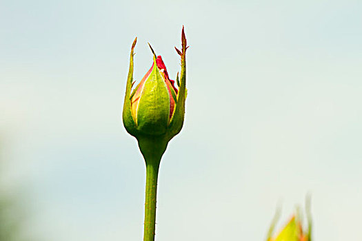 玫瑰花蕾