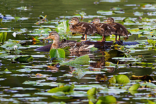 湿地,野鸭,鸭子,小鸭子,绿头鸭