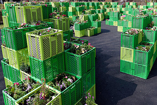 植物,绿色,盒子,汉堡市,国际,花园,展示,德国,欧洲