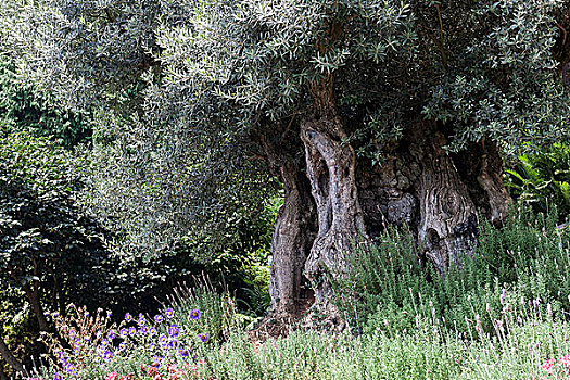 老,橄榄树,欧橄榄,丰沙尔,马德拉岛,葡萄牙,欧洲