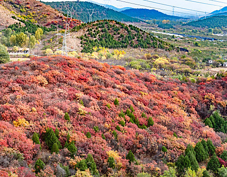 秋天北京顺义舞彩浅山红叶漫山