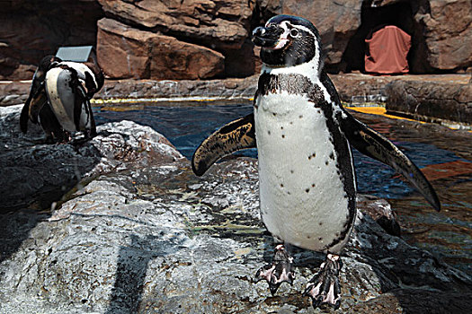 珠海长隆海洋王国水族馆的小企鹅