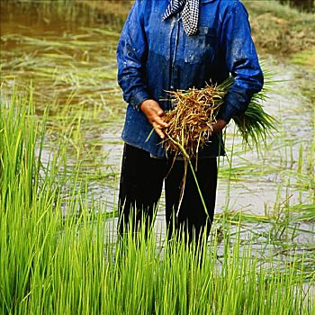 一个,男人,拿着,稻米,植物,稻田,收获,柬埔寨