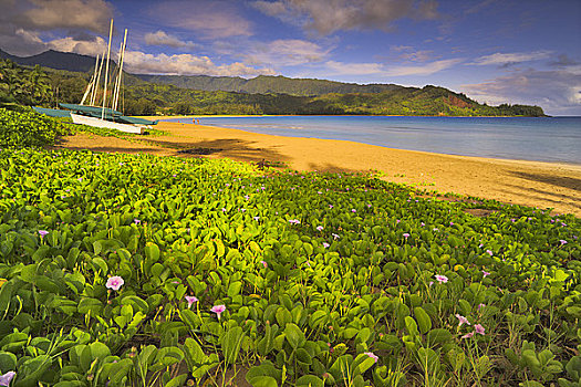植物,海滩,巴厘海,考艾岛,夏威夷,美国