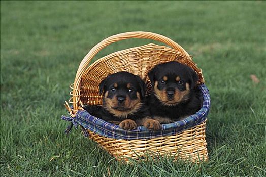 罗特韦尔犬,狗,两个,小狗,篮子