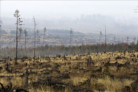 环境破坏,风暴,树林,火灾,2005年,高塔特拉,斯洛伐克,欧洲